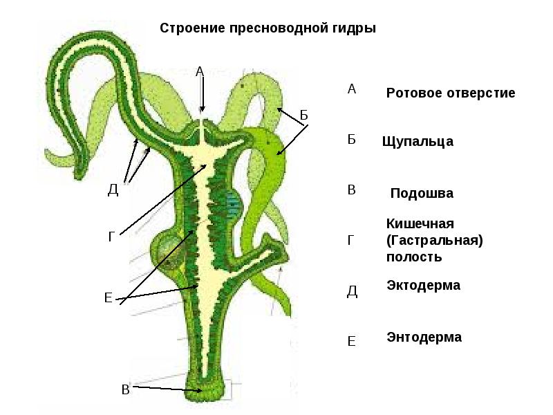 Kraken домен